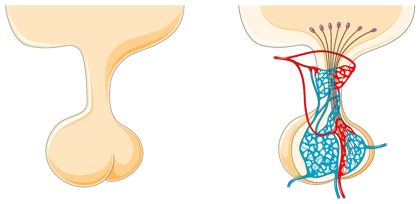 Hypophyse als Steuerzentrale