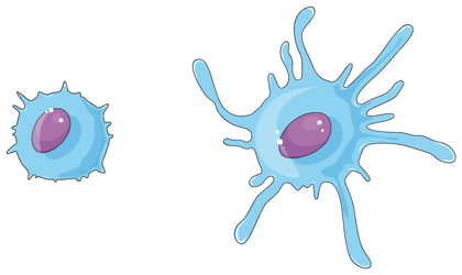 Lymphozyten