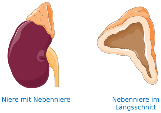 Niere mit aufsitzender Nebenniere