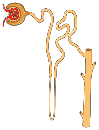 Ein Nephron, die Filtereinheit der Niere