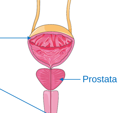 Prostata am Blasenausgang