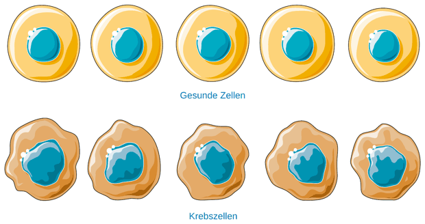 Gesunde Zellen und Krebszellen